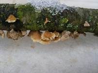 Buchenader-Zähling, Foto 43