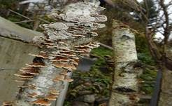 Buchenader-Zähling, Foto 44