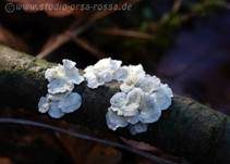 Buchenader-Zähling, Foto 45