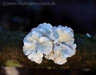 Buchenader-Zähling, Foto 46