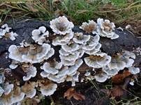 Buchenader-Zähling, Foto 47