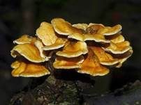 Buchenader-Zähling, Foto 49