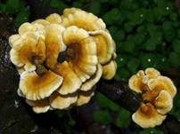 Buchenader-Zähling, Foto 50