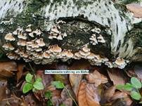 Buchenader-Zähling, Foto 53