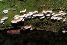 Buchenader-Zähling, Foto 55