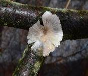 Buchenader-Zähling, Foto 11