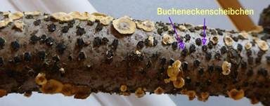 Bucheneckenscheibchen, Foto 5