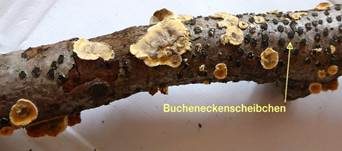 Bucheneckenscheibchen, Foto 6