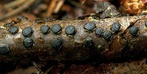Bucheneckenscheibchen, Foto 10