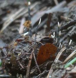 Buchenfruchtschalen Holzkeule, Foto 3