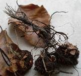 Buchenfruchtschalen Holzkeule, Foto 13