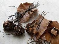 Buchenfruchtschalen Holzkeule, Foto 14
