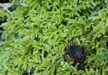 Buchenfruchtschalen Holzkeule, Foto 17