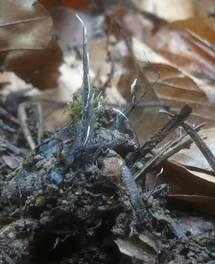 Buchenfruchtschalen Holzkeule, Foto 4