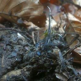 Buchenfruchtschalen Holzkeule, Foto 5