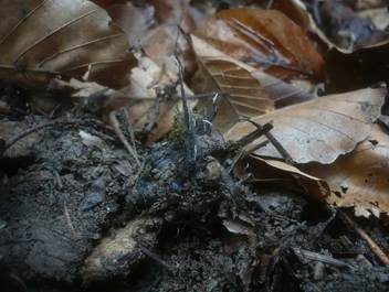 Buchenfruchtschalen Holzkeule, Foto 6