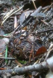 Buchenfruchtschalen Holzkeule, Foto 7