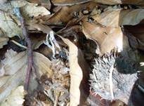 Buchenfruchtschalen Holzkeule, Foto 9