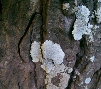 Anliegende Schwielenflechte, Foto 2