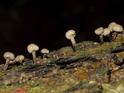 Buchen-Hütchenträger, Foto 2