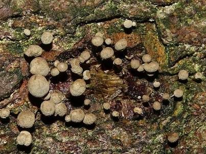 Buchen-Hütchenträger, Foto 4