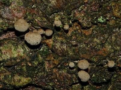 Buchen-Hütchenträger, Foto 5