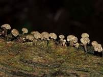 Buchen-Hütchenträger, Foto 9