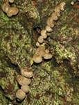 Buchen-Hütchenträger, Foto 11