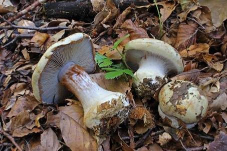 Buchen-Klumpfuß, Foto 2