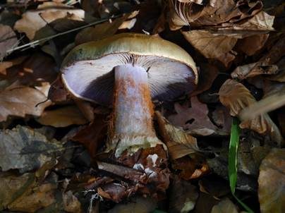 Buchen-Klumpfuß, Foto 4