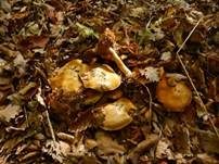 Buchen-Klumpfuß, Foto 6