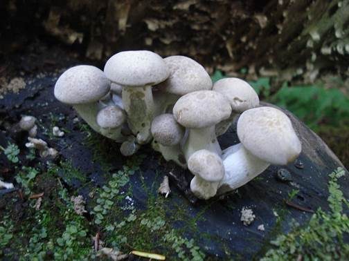 Buchenrasling, Foto 2