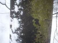 Buchenrindenschorf, Foto 9