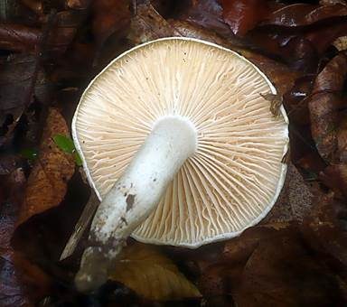 Buchenschneckling, Foto 2