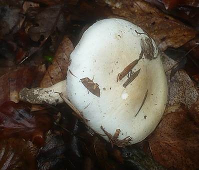 Buchenschneckling, Foto 3