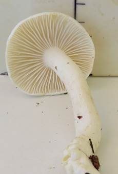 Buchenschneckling, Foto 4