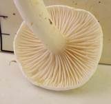 Buchenschneckling, Foto 6