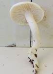Buchenschneckling, Foto 9