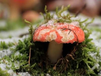 Buchenspeitäubling, Foto 2