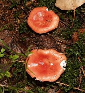 Buchenspeitäubling, Foto 3