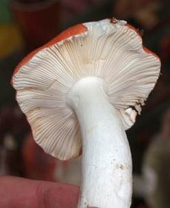 Buchenspeitäubling, Foto 5