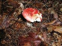 Buchenspeitäubling, Foto 6