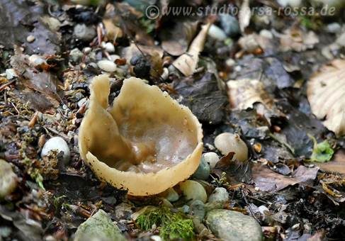 Buchenwaldbecherling, Foto 2