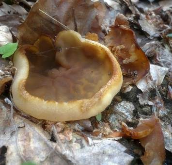 Buchenwaldbecherling, Foto 3
