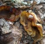 Buchenwaldbecherling, Foto 12