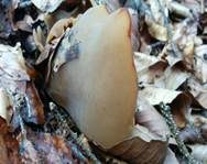 Buchenwaldbecherling, Foto 15