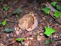 Buchenwaldbecherling, Foto 20