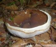 Buchenwaldbecherling, Foto 31