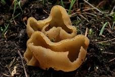 Buchenwaldbecherling, Foto 6