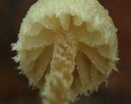 Buchenwald-Schnitzling, Foto 10